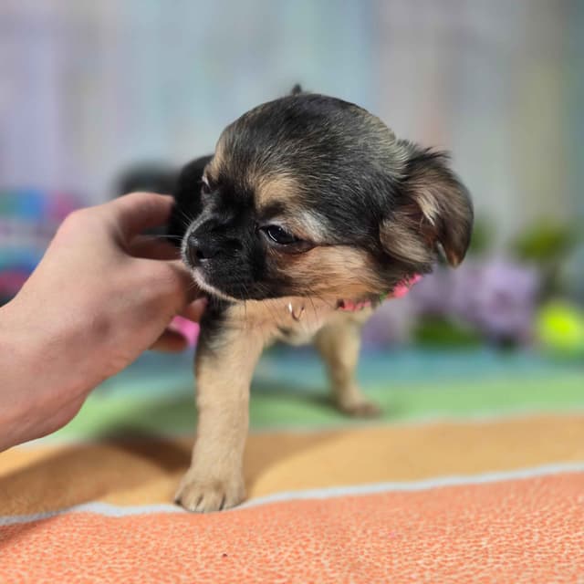 Salem's Finest Chihuahuas - "May & June" long coat females media 8