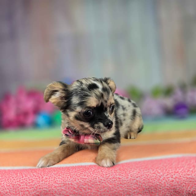 Salem's Finest Chihuahuas - "May & June" long coat females media 7