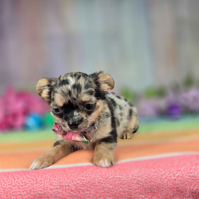 Salem's Finest Chihuahuas - "May & June" long coat females media 9