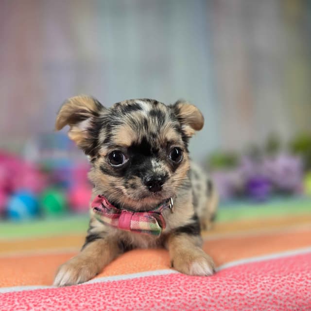 Salem's Finest Chihuahuas - "May & June" long coat females media 10