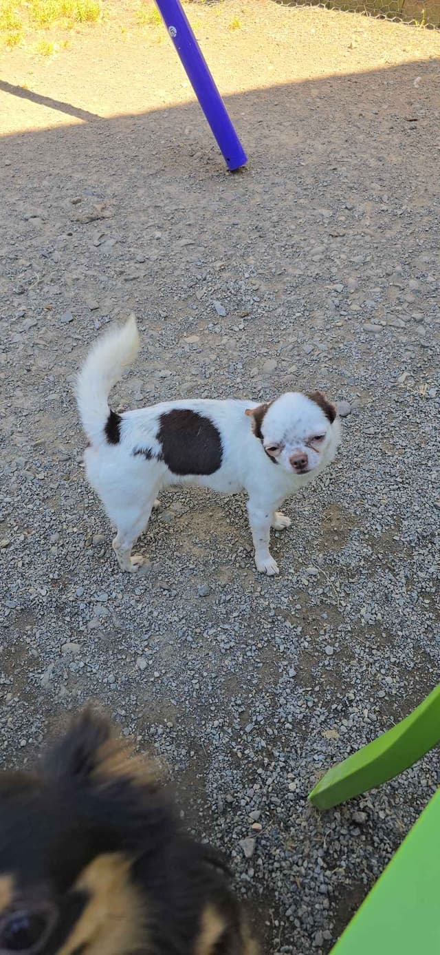 Salem's Finest Chihuahuas - "Acorn" 4 lb, male 2 years old media 8