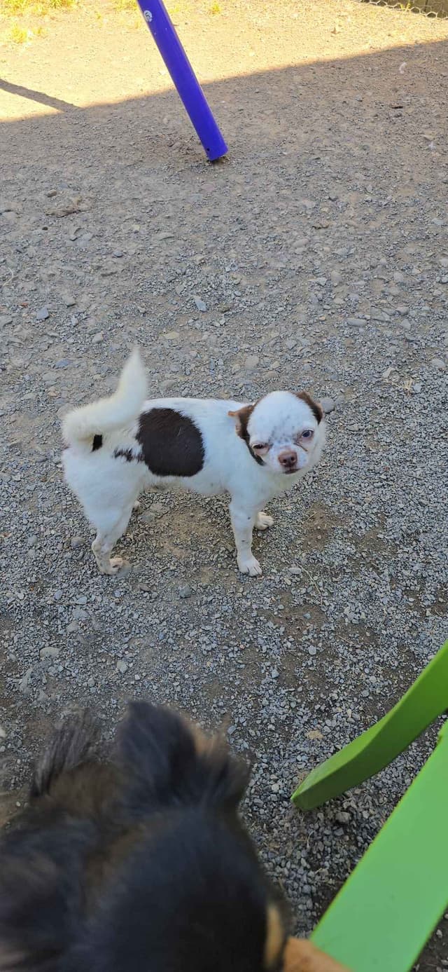 Salem's Finest Chihuahuas - "Acorn" 4 lb, male 2 years old media 9