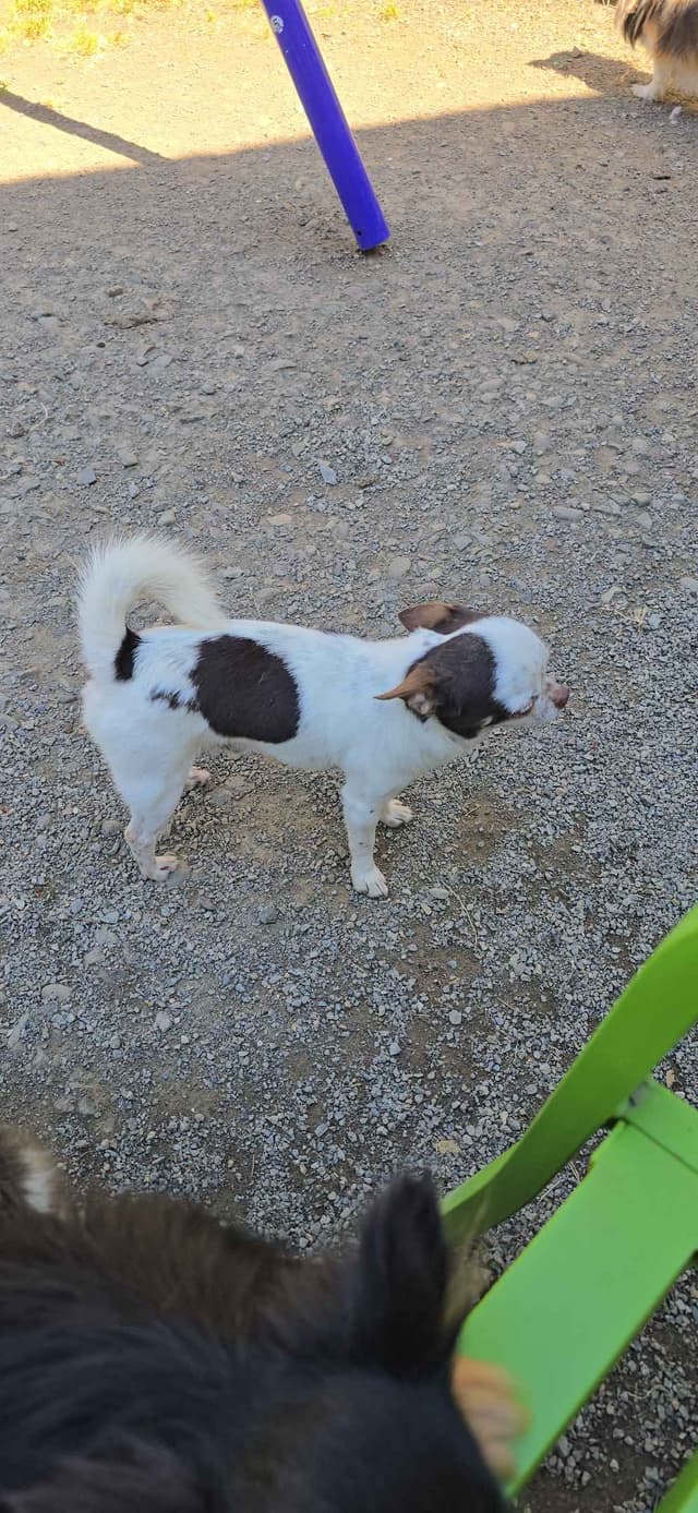 Salem's Finest Chihuahuas - "Acorn" 4 lb, male 2 years old media 10