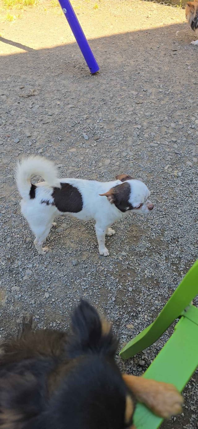 Salem's Finest Chihuahuas - "Acorn" 4 lb, male 2 years old media 11