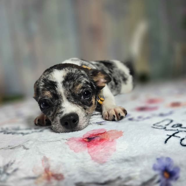 Salem's Finest Chihuahuas- "Cheers" Merle male media 8