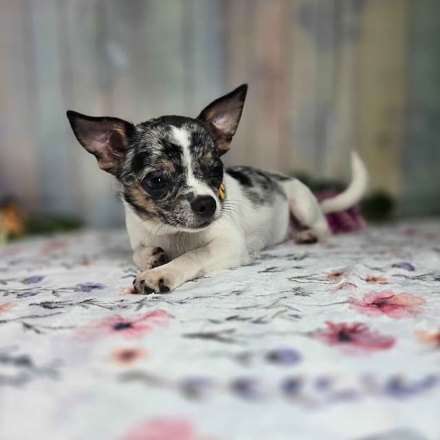 Salem's Finest Chihuahuas- "Cheers" Merle male media 9