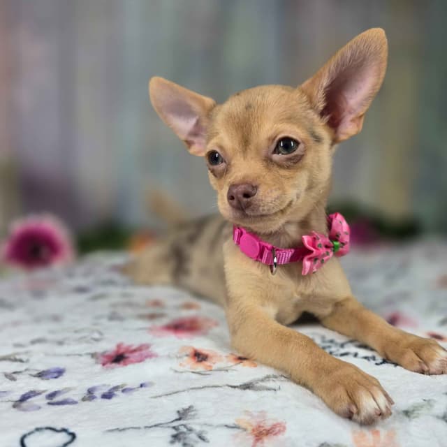 Salem's Finest Chihuahuas- "Dove" chocolate Merle smooth coat female media 7