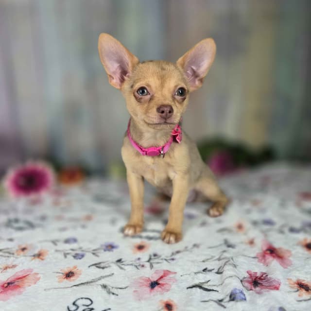 Salem's Finest Chihuahuas- "Dove" chocolate Merle smooth coat female media 8
