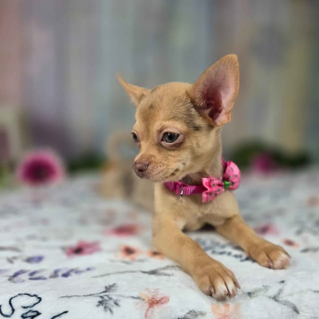 Salem's Finest Chihuahuas- "Dove" chocolate Merle smooth coat female media 9