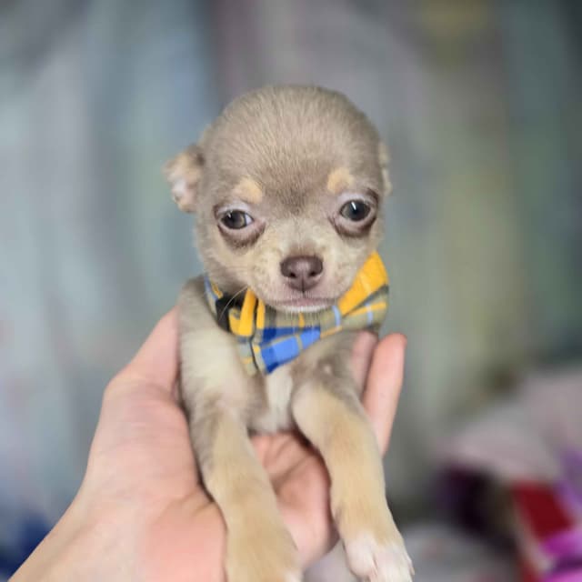 Salem's Finest Chihuahuas- "Flambeaux" smooth coat media 4