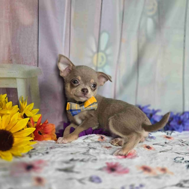 Salem's Finest Chihuahuas- "Flambeaux" smooth coat media 5