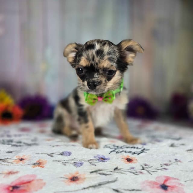 Salem's Finest Chihuahuas - "May & June" long coat females media 11