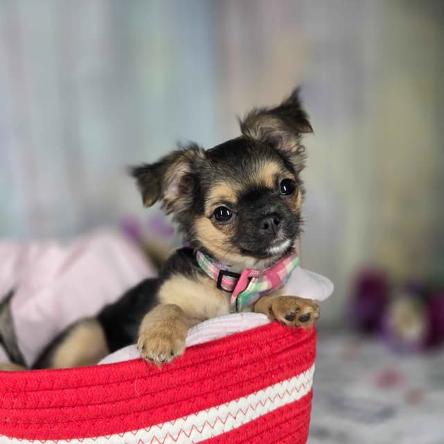Salem's Finest Chihuahuas - "May & June" long coat females media 12