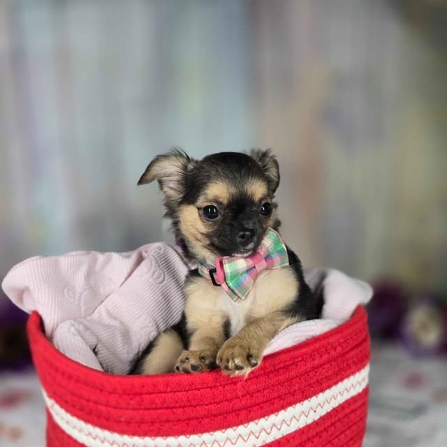 Salem's Finest Chihuahuas - "May & June" long coat females media 13