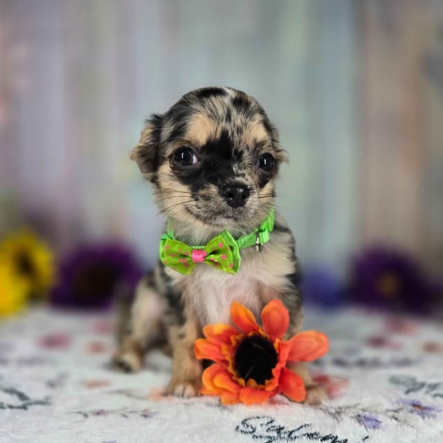 Salem's Finest Chihuahuas - "May & June" long coat females media 14
