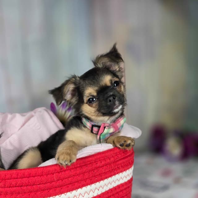 Salem's Finest Chihuahuas - "May & June" long coat females media 15
