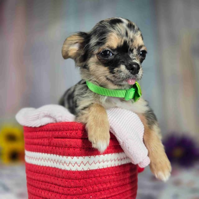 Salem's Finest Chihuahuas - "May & June" long coat females media 2