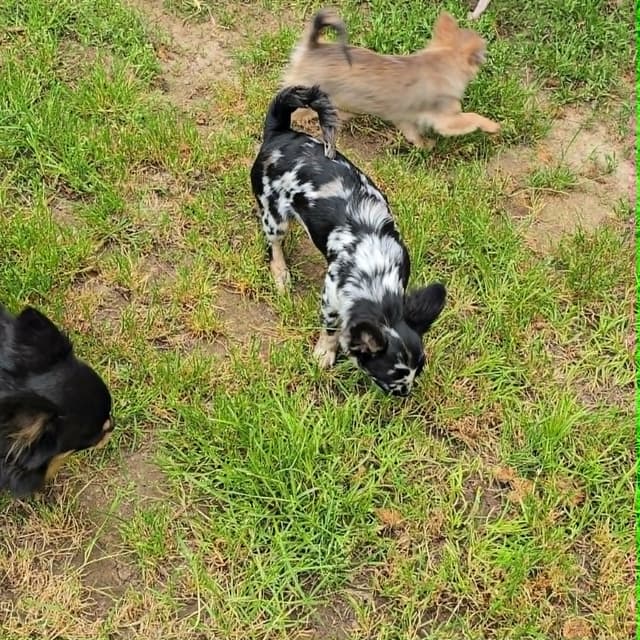 Salem's Finest Chihuahuas - "Cornelius" Black Merle, long coat male media 14
