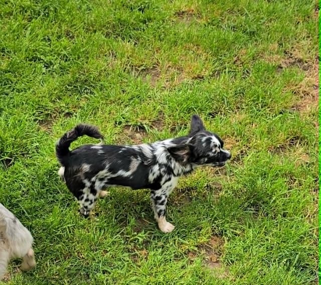 Salem's Finest Chihuahuas - "Cornelius" Black Merle, long coat male media 15