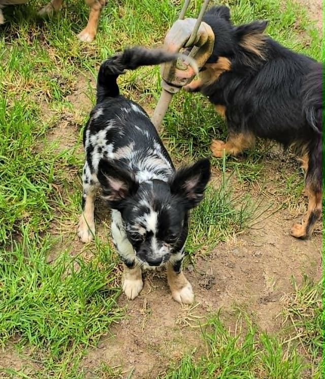 Salem's Finest Chihuahuas - "Cornelius" Black Merle, long coat male media 16