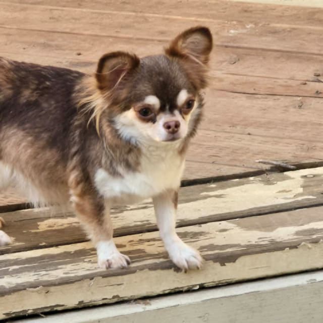 Salem's Finest Chihuahuas- Adult Female "Monika" media 2