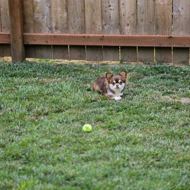 Salem's Finest Chihuahuas- Adult Female "Monika" media 3