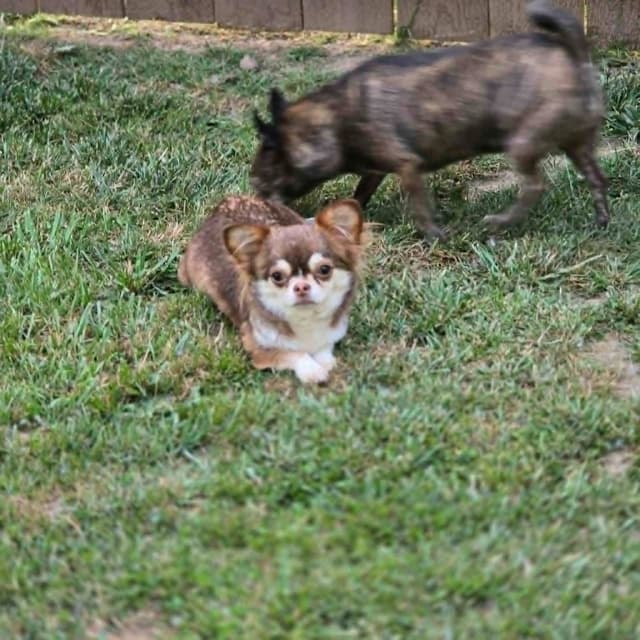Salem's Finest Chihuahuas- Adult Female "Monika" media 4