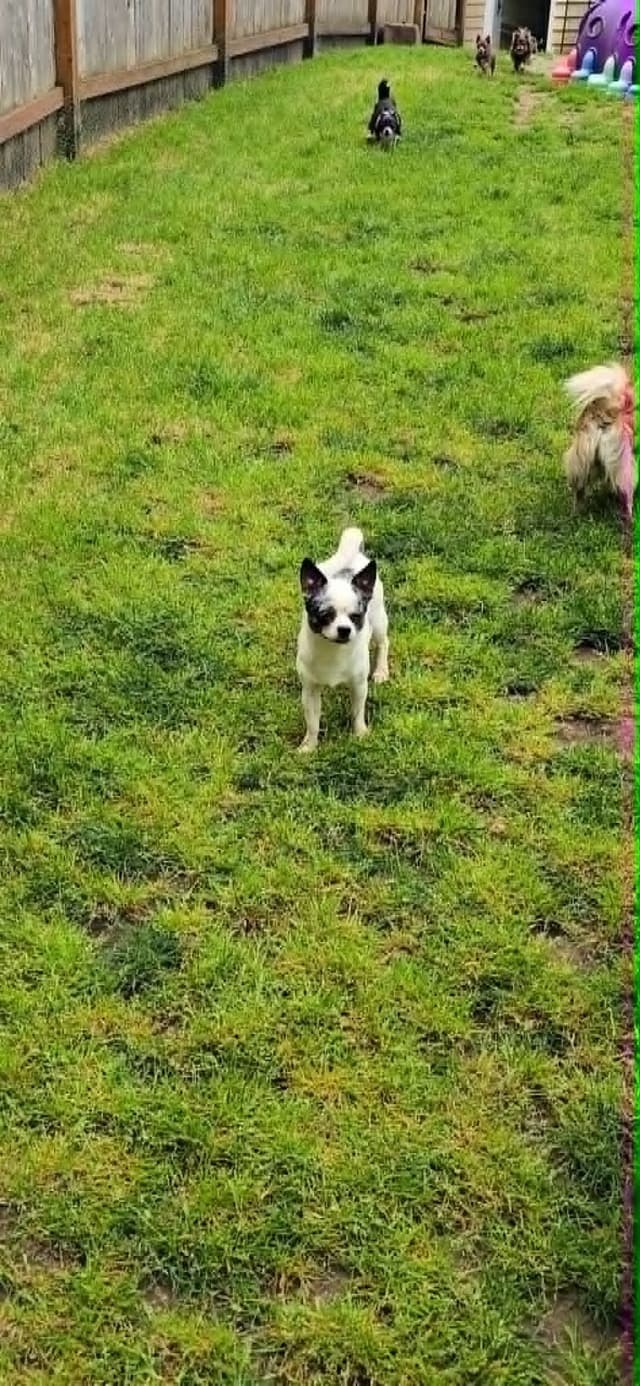 Salem's Finest "Nascar" 1 year old Merle male media 18