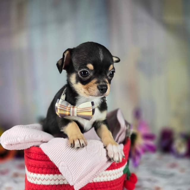 Salem's Finest Chihuahuas- "Bamboo" male media 9
