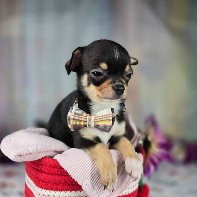 Salem's Finest Chihuahuas- "Bamboo" male media 10