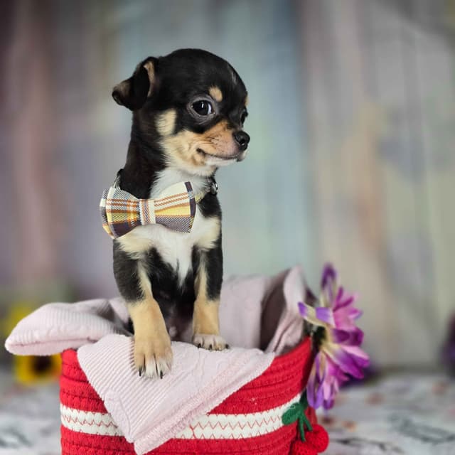 Salem's Finest Chihuahuas- "Bamboo" male media 11