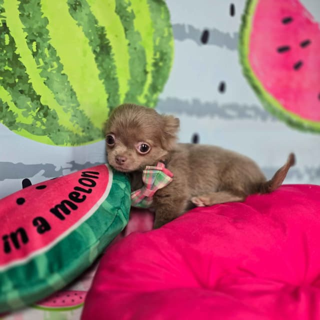 Salem's Finest Chihuahuas - Long coat lilac pups! media 3
