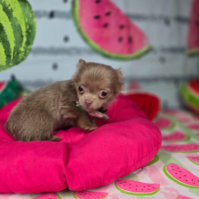Salem's Finest Chihuahuas - Long coat lilac pups! media 2