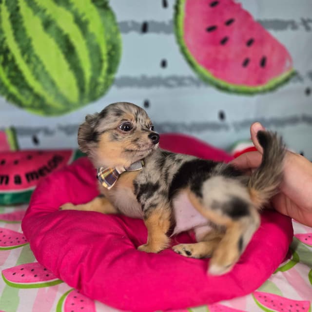 Salem's Finest Chihuahuas - "Rolex" black Merle male media 2
