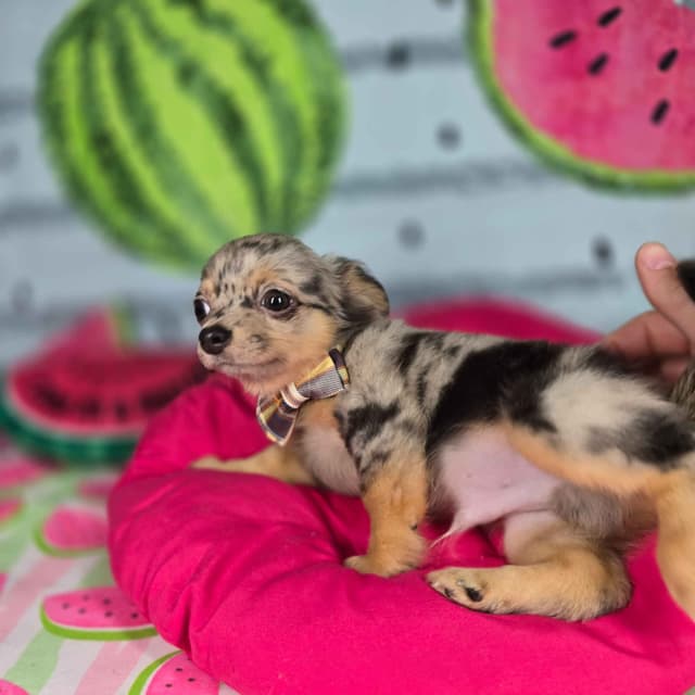 Salem's Finest Chihuahuas - "Rolex" black Merle male media 3