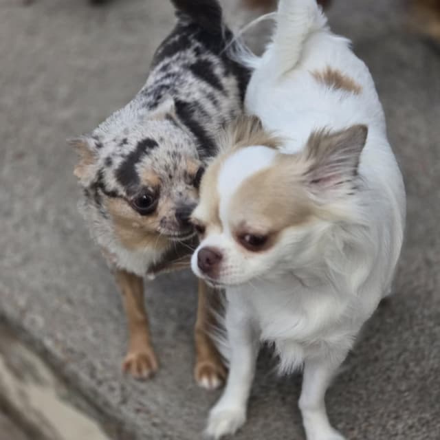 Salem's Finest Chihuahuas- "Quincy" adult Merle male, 2 years old media 2