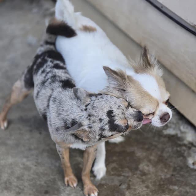 Salem's Finest Chihuahuas- "Quincy" adult Merle male, 2 years old media 3