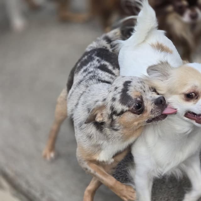 Salem's Finest Chihuahuas- "Quincy" adult Merle male, 2 years old media 4