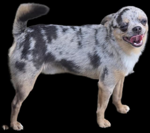 Salem's Finest Chihuahuas- "Quincy" adult Merle male, 2 years old media 5