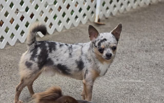 Salem's Finest Chihuahuas- "Quincy" adult Merle male, 2 years old media 6