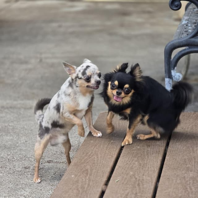 Salem's Finest Chihuahuas- "Quincy" adult Merle male, 2 years old media 7