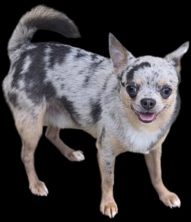 Salem's Finest Chihuahuas- "Quincy" adult Merle male, 2 years old media 8