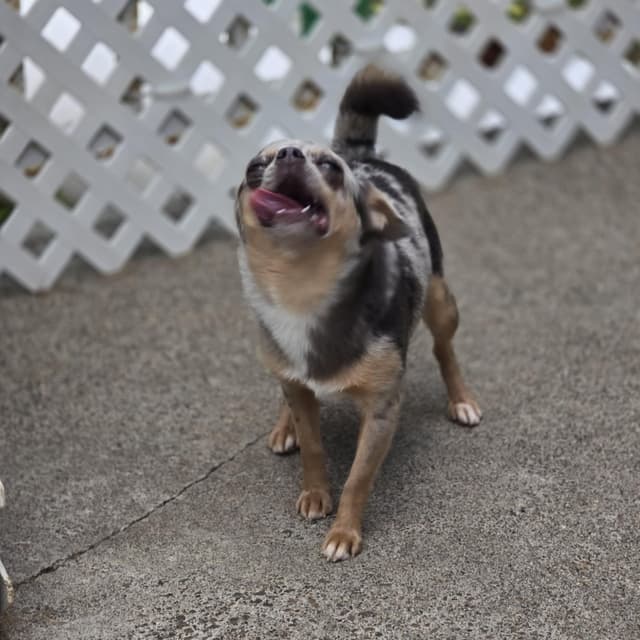 Salem's Finest Chihuahuas- "Quincy" adult Merle male, 2 years old media 9