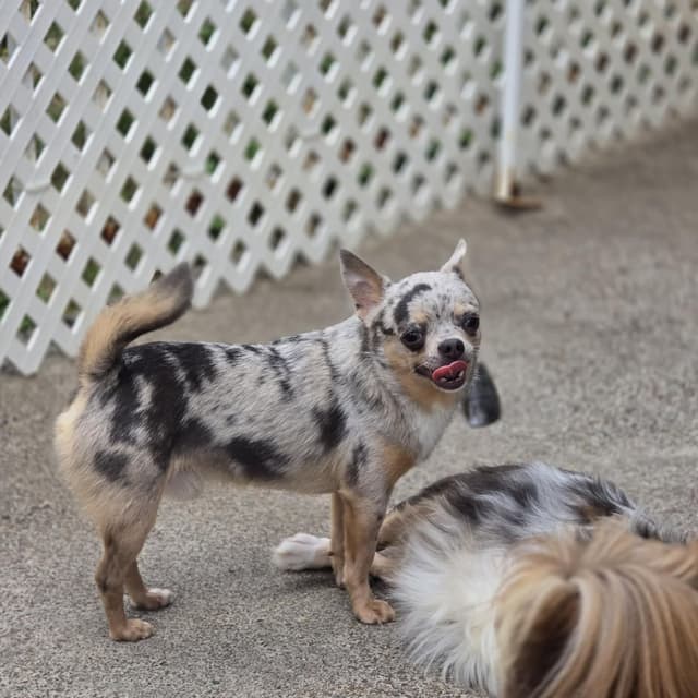 Salem's Finest Chihuahuas- "Quincy" adult Merle male, 2 years old media 10