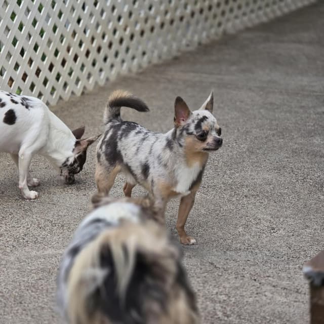 Salem's Finest Chihuahuas- "Quincy" adult Merle male, 2 years old media 11