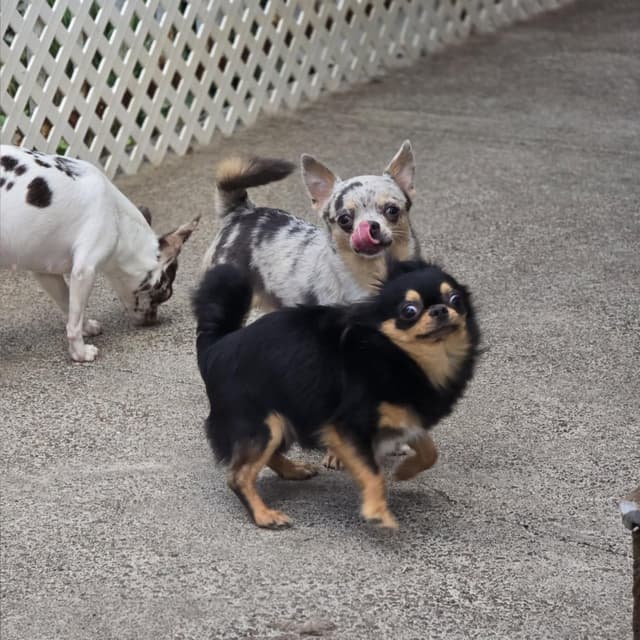 Salem's Finest Chihuahuas- "Quincy" adult Merle male, 2 years old media 13