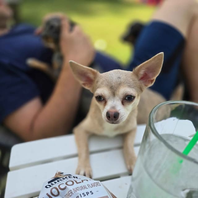 Salem's Finest Chihuahuas - "Piper" Adult, Blue Merle, smooth coat Fem media 2
