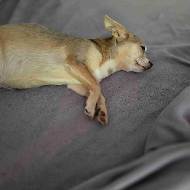 Salem's Finest Chihuahuas - "Piper" Adult, Blue Merle, smooth coat Fem media 3