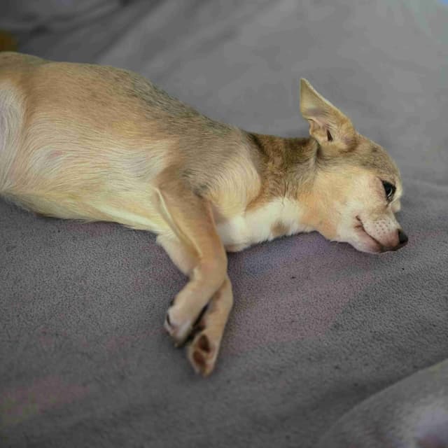 Salem's Finest Chihuahuas - "Piper" Adult, Blue Merle, smooth coat Fem media 4