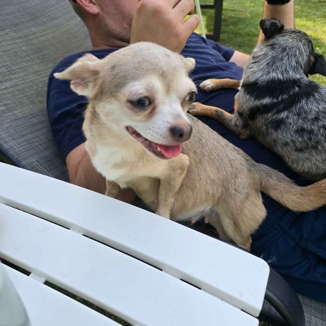 Salem's Finest Chihuahuas - "Piper" Adult, Blue Merle, smooth coat Fem media 6
